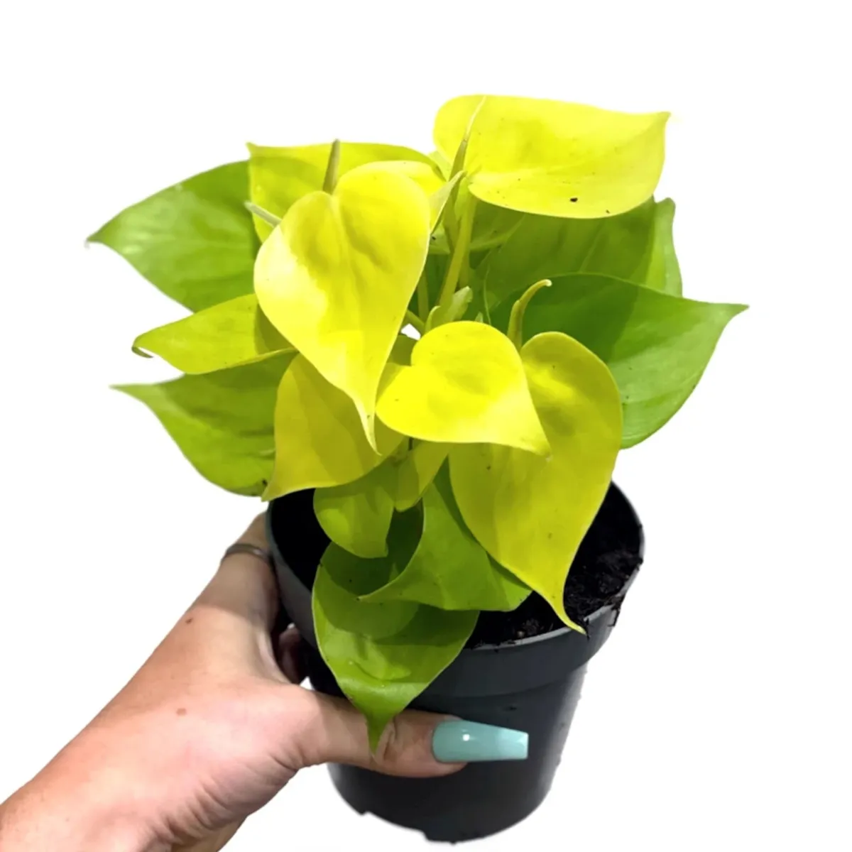 PHILODENDRON “Lime” - cover