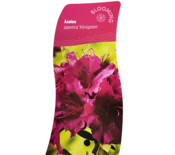 RHODODENDRON JAP. “Konigstein” - cover