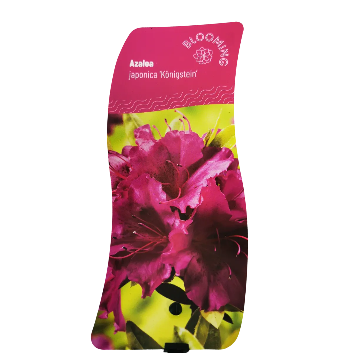 RHODODENDRON JAP. “Konigstein” - cover
