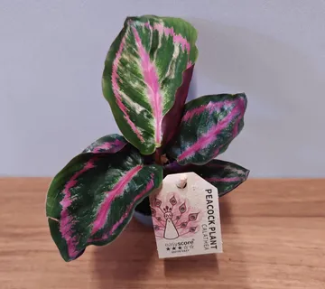 CALATHEA “Illustris” - cover