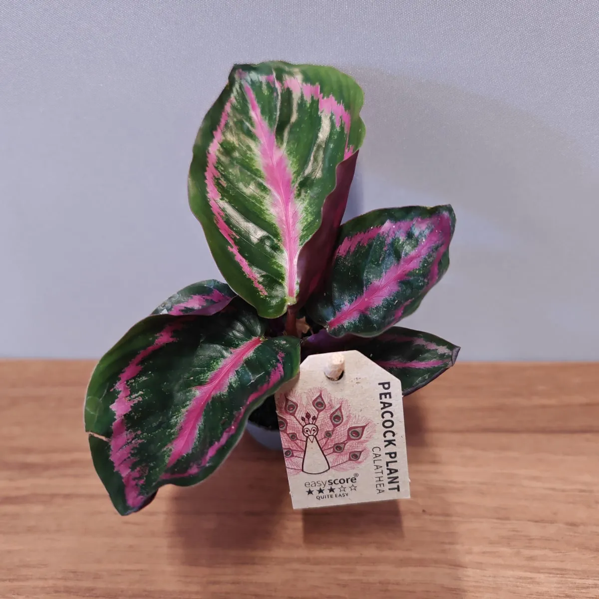 CALATHEA “Illustris” - cover