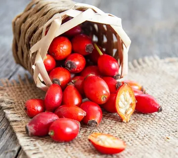 DIVLJA RUŽA/divlji šipak - cover