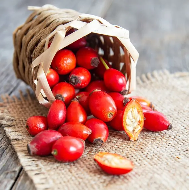 DIVLJA RUŽA/divlji šipak - cover