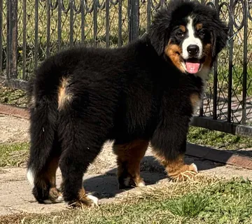 Na prodaju stenci bernskog planinskog psa, odlicnog kvaliteta - cover