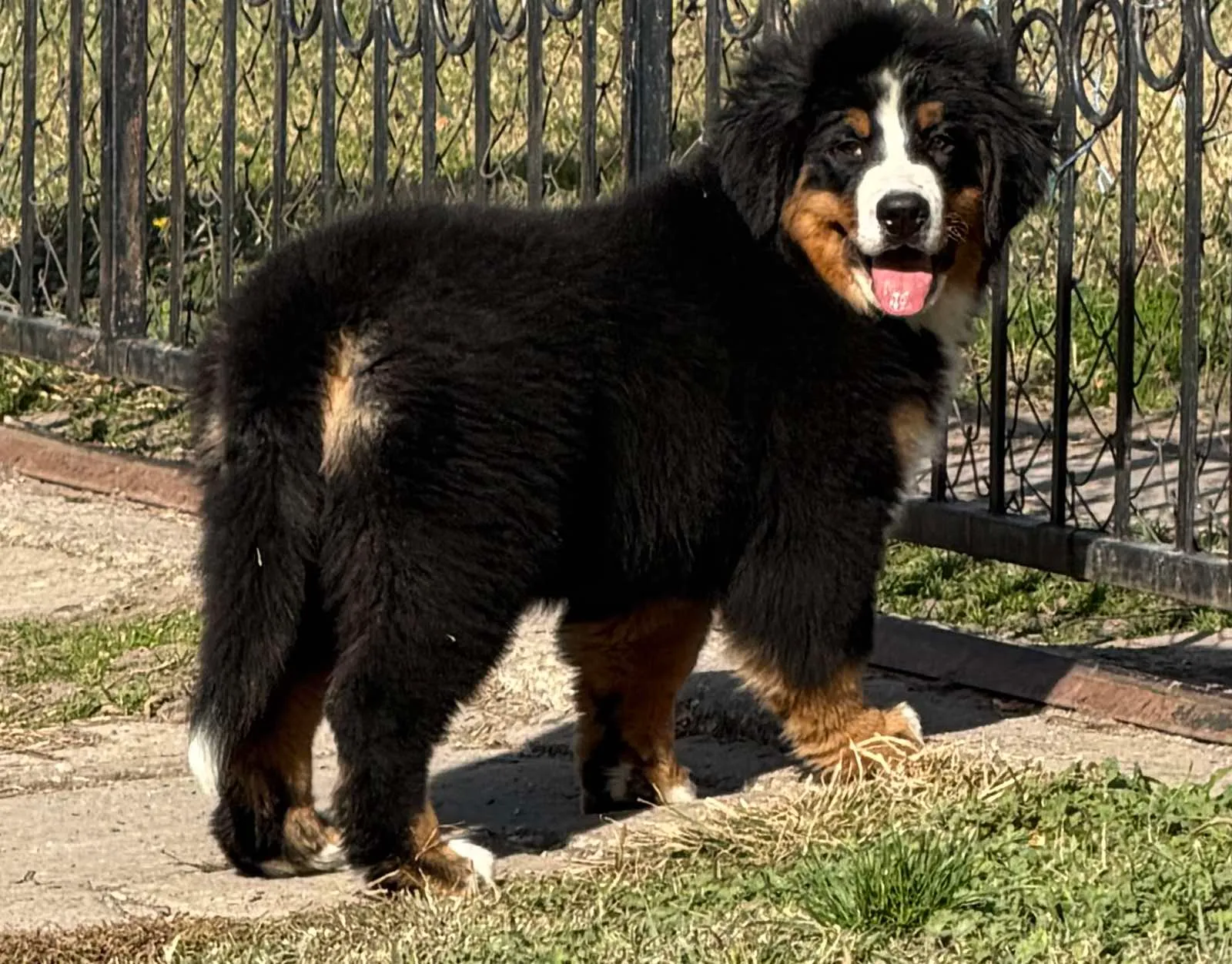 Na prodaju stenci bernskog planinskog psa, odlicnog kvaliteta - cover