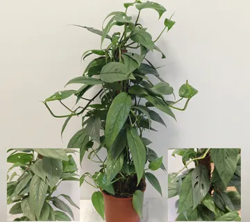 EPIPREMNUM “Cebu Blue” - cover