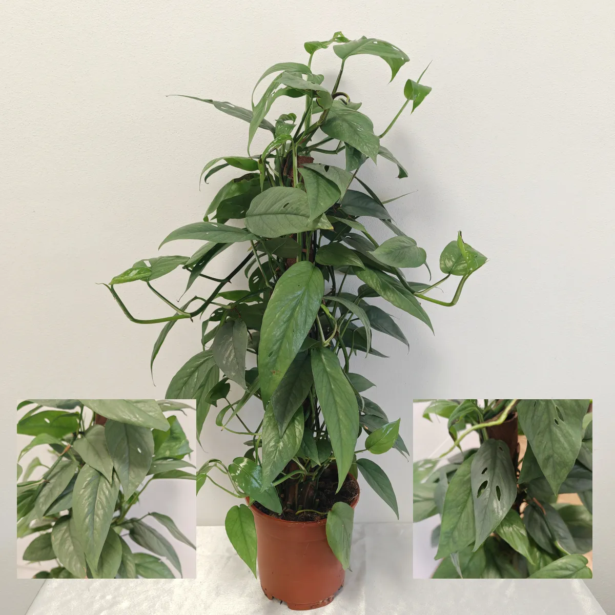 EPIPREMNUM “Cebu Blue” - cover