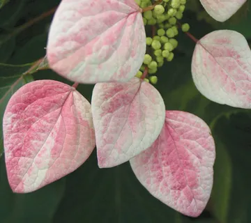 SCHIZOPHRAGMA H. “Roseum” - cover