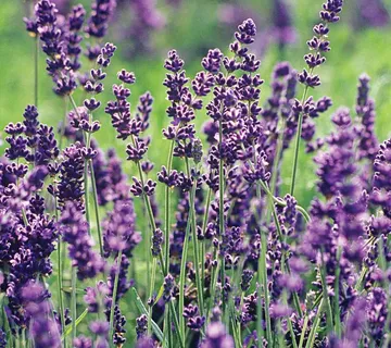 LAVANDULA ANGUSTIFOLIA - cover