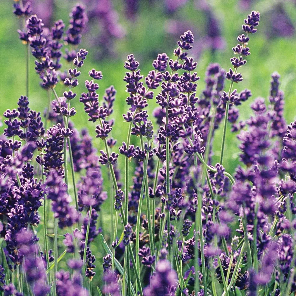 LAVANDULA ANGUSTIFOLIA - cover
