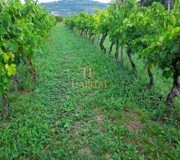 Istra , Plovanija , Vinograd 6.000m2 , prodaja - cover