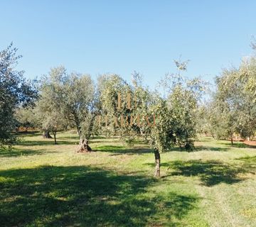 Istra, Brtonigla, Maslinik 72 stare Masline, 3413 m2 - cover
