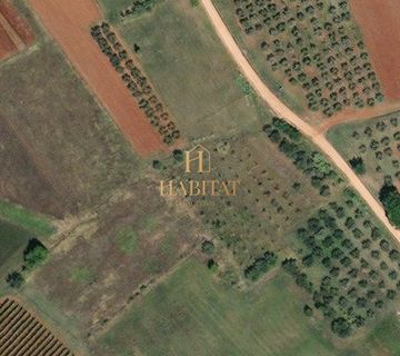 Istra , Kastelir , maslenik 3250m2 i oranica 6000m2 , 80 maslina - cover