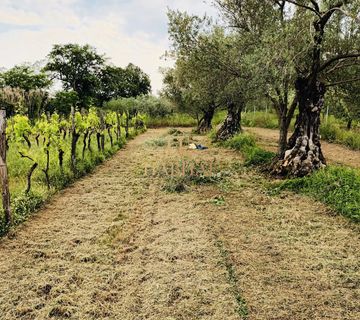 Istra , Brtonigla , maslenik , vinograd , 5281m2 - cover