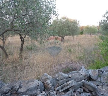 FAŽANA, maslenik od 1140 m2 - cover