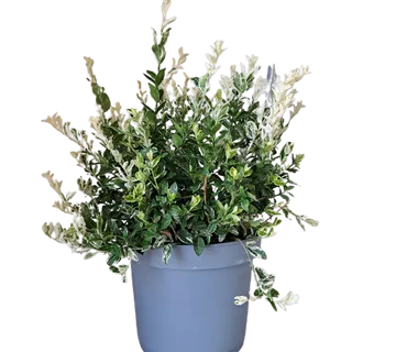 EUONYMUS FORT “Harlequin” - cover