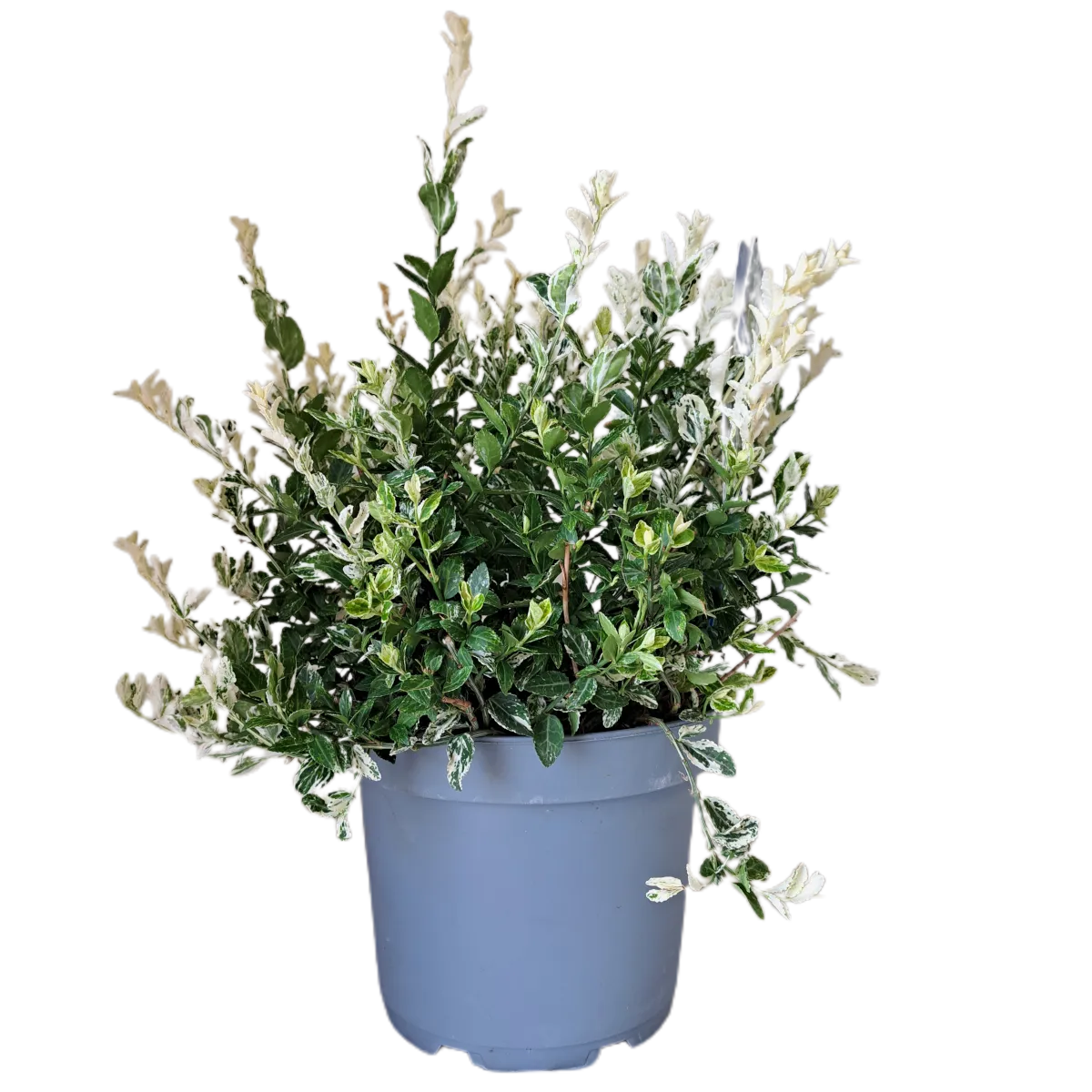 EUONYMUS FORT “Harlequin” - cover