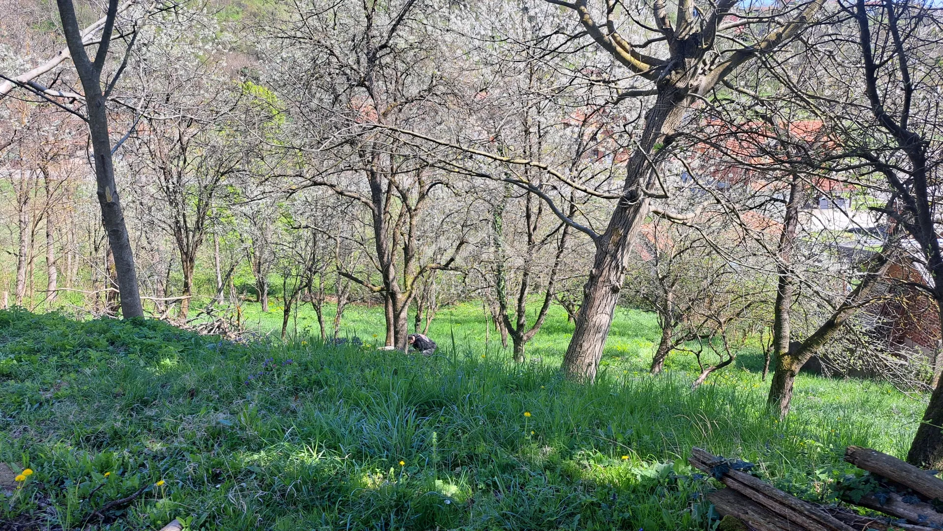 Na prodaju građevinsko zemljište 1574 m² – Branovac - cover