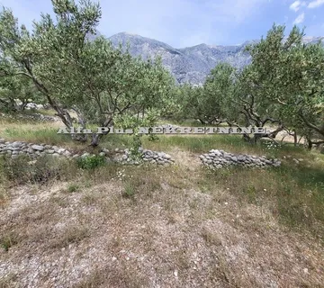 Zemljište Baška Voda – Maslinjak - cover