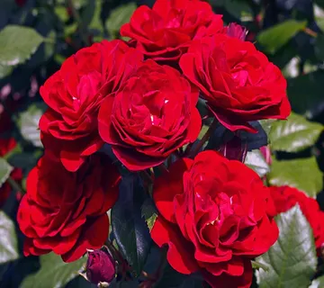 RUŽA STABLAŠICA “Lavaglut” - cover