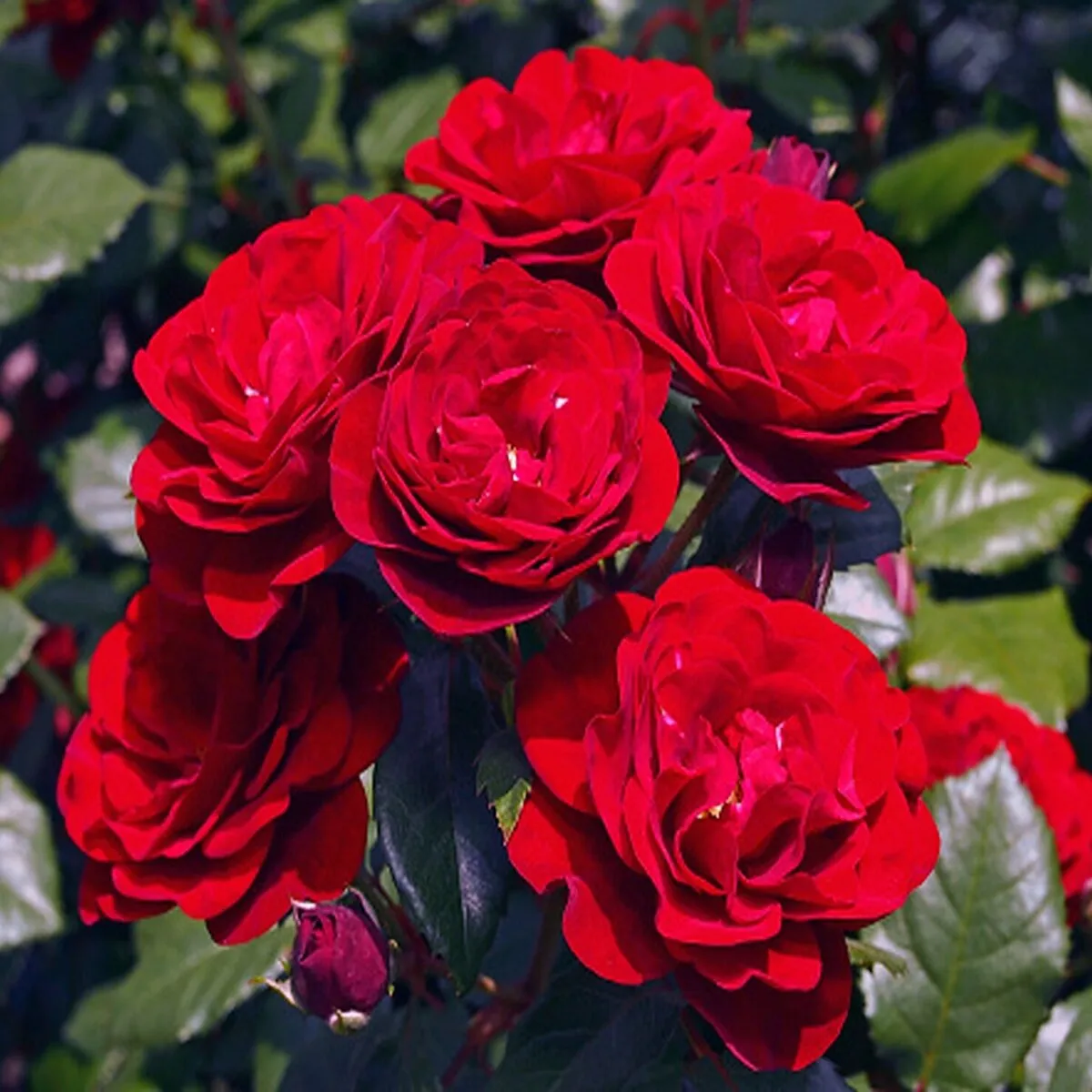 RUŽA STABLAŠICA “Lavaglut” - cover