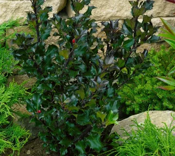 ILEX MES. “Heckenblau” - cover