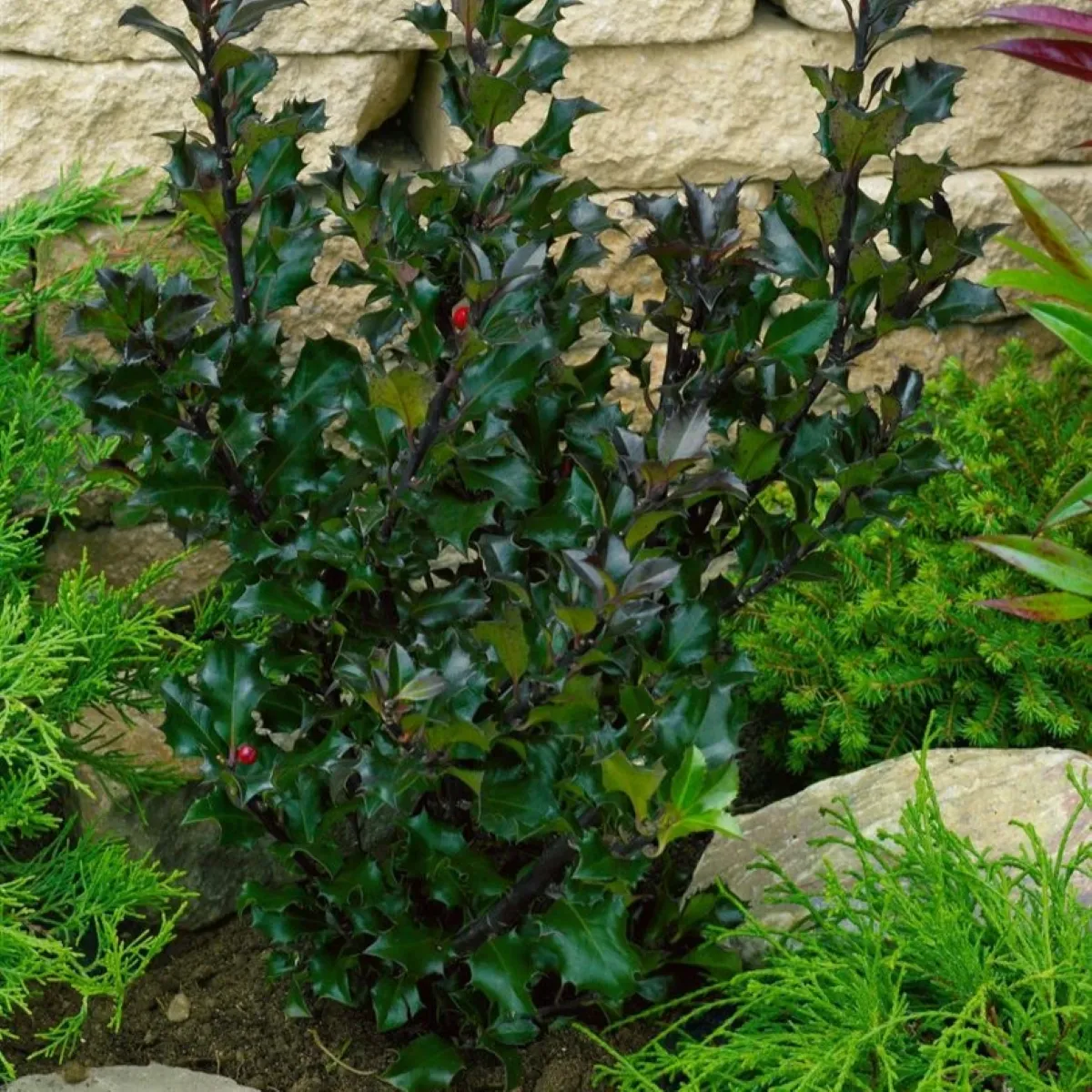 ILEX MES. “Heckenblau” - cover