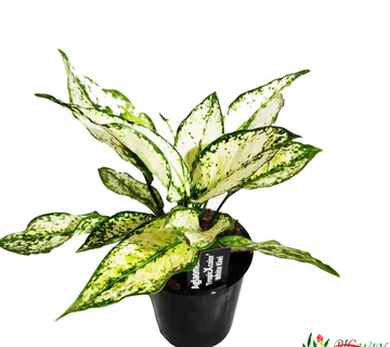AGLAONEMA “White Kiwi” - cover