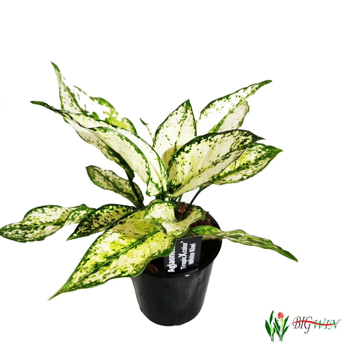 AGLAONEMA “White Kiwi” - cover