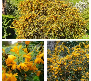 BERBERIS LOL. “Apricot Queen” - cover