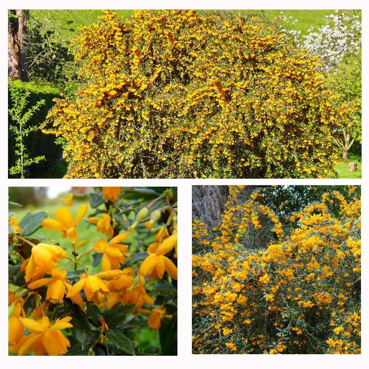 BERBERIS LOL. “Apricot Queen” - cover