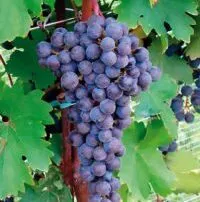 CABERNET SAUVIGNON VCR489 - cover