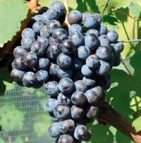 CABERNET FRANC VCR2 - cover