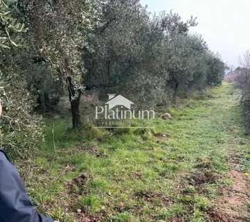 Istra, okolica Peroja, lijepi maslinik - cover