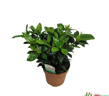 GARDENIA JASMINOIDES - cover