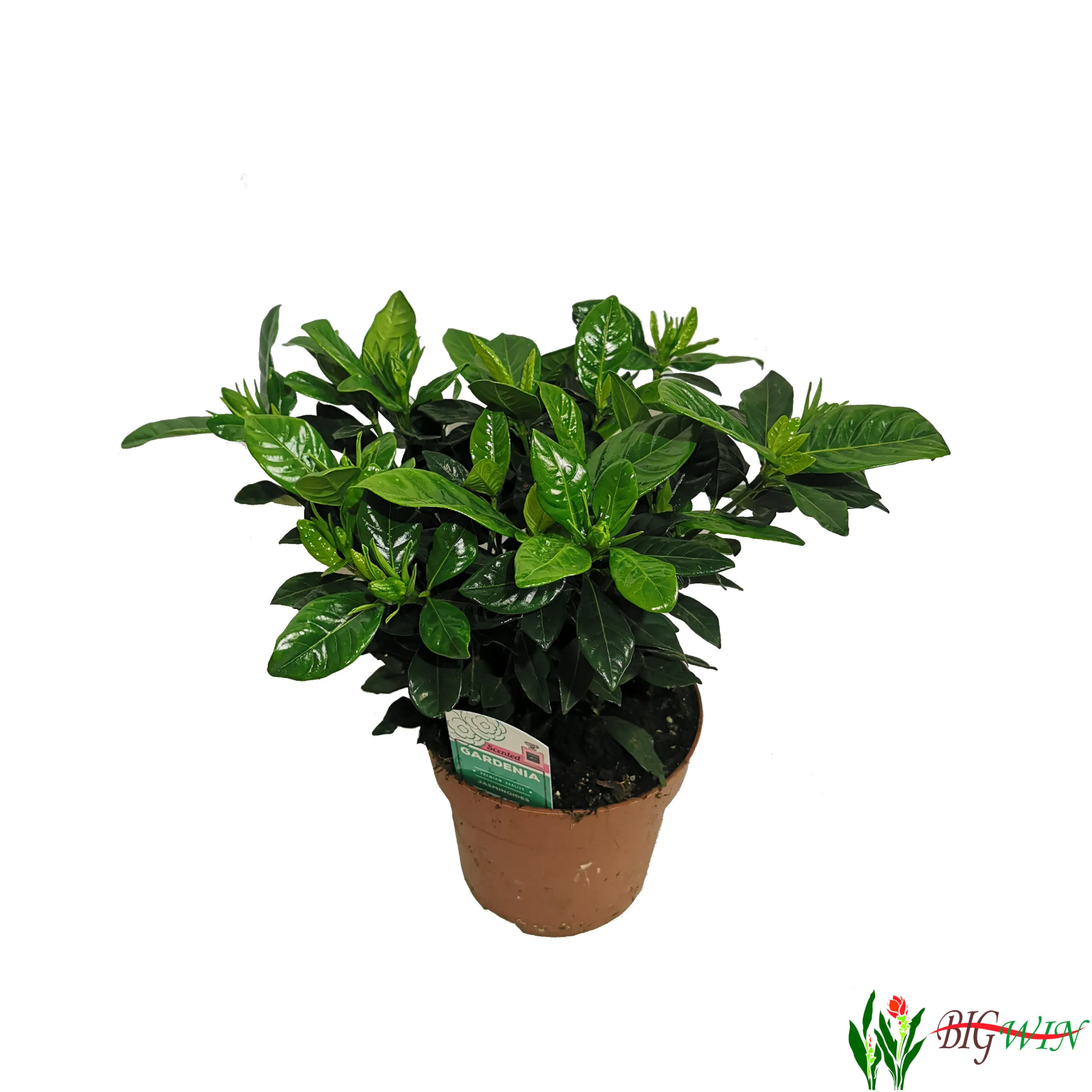 GARDENIA JASMINOIDES - cover