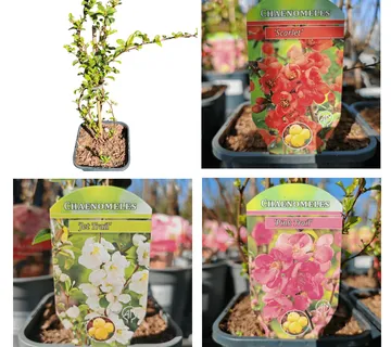 CHAENOMELES/ukrasna dunja - cover