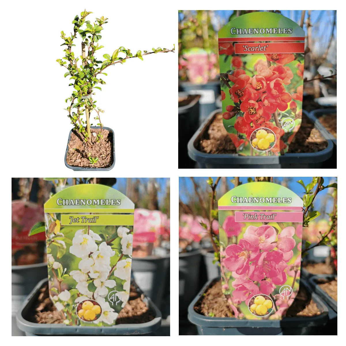 CHAENOMELES/ukrasna dunja - cover