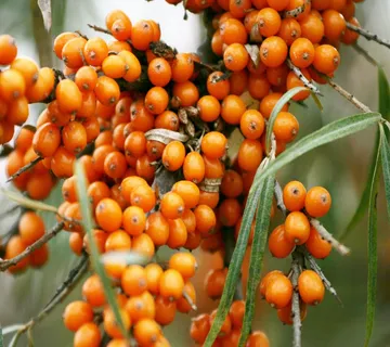 PASJI TRN / SIBIRSKI ANANAS - cover