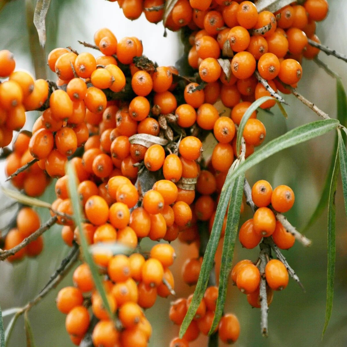 PASJI TRN / SIBIRSKI ANANAS - cover