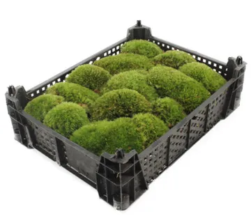 MOSS /mahovina - cover