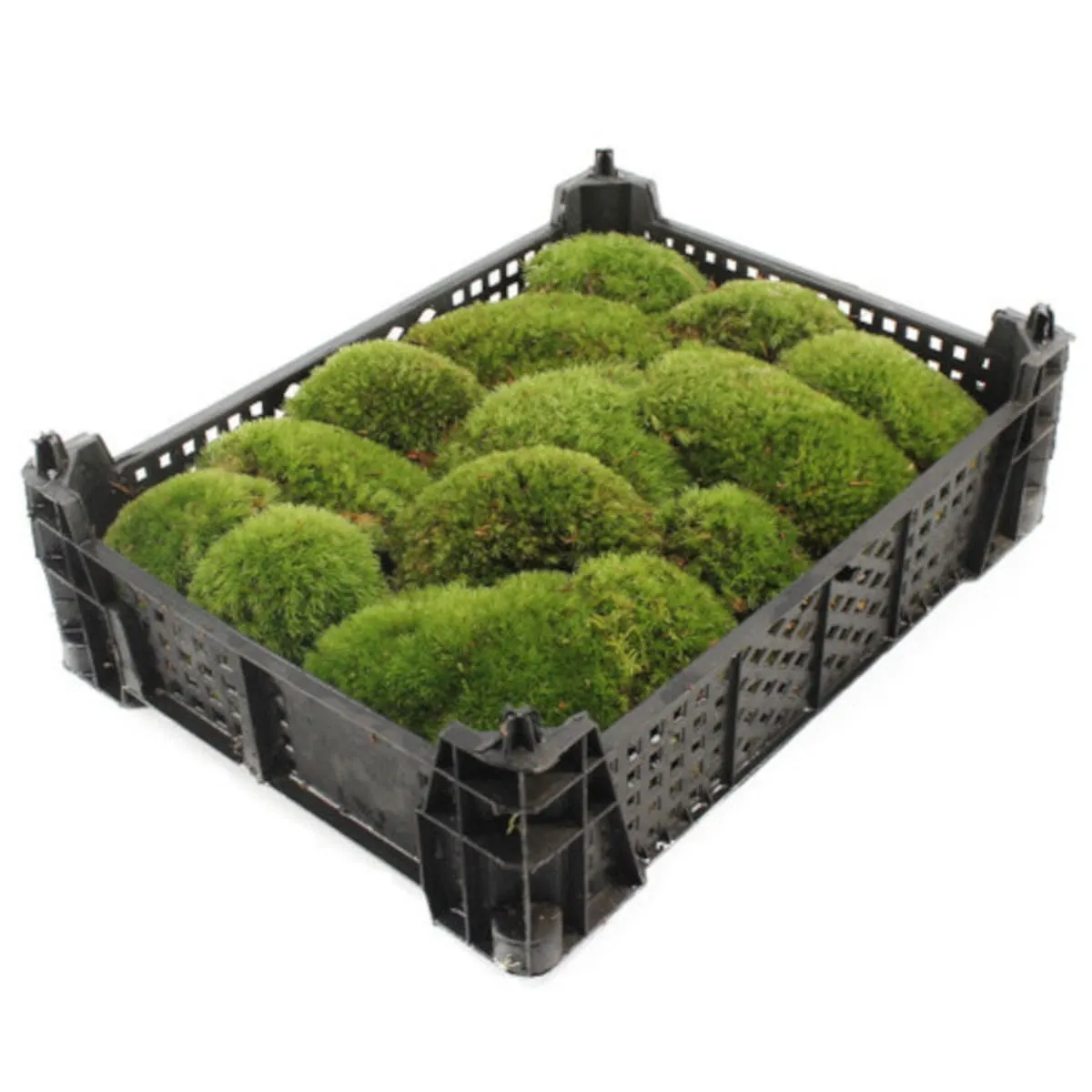 MOSS /mahovina - cover