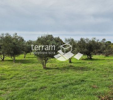 Istra, Vodnjan, Galižana, poljoprivredno zemljište 4546m2, s maslinama # prodaja - cover