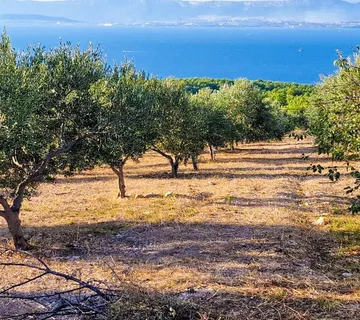 Poljoprivredno zemljište, Sutivan - Maslinik 20 000m2