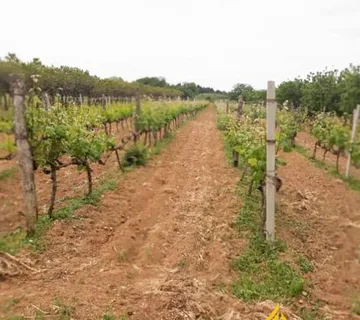 Agricultural land: Benkovac 2900m2 - cover
