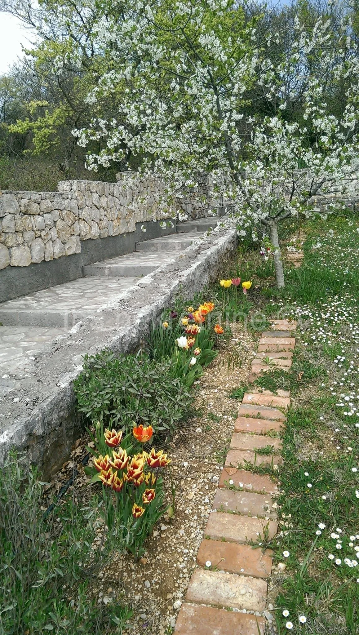Građevinsko zemljište 3.024 m² s vinogradom - blizu Sinja - cover