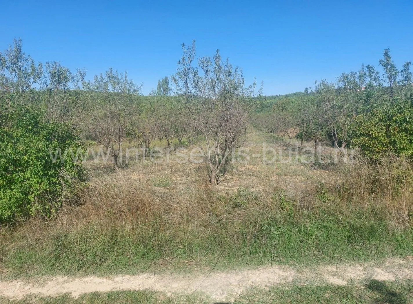 .::: Voćnjak s bademima u Dubravicama :::. - cover