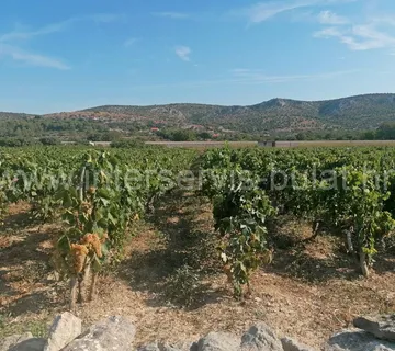 .::: Vinograd 3.010 m2 kod Šibenika :::. - cover