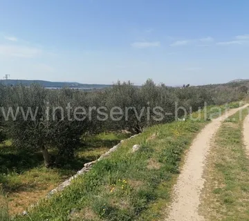 .::: Lijepi maslinik u Donjem Polju :::. - cover