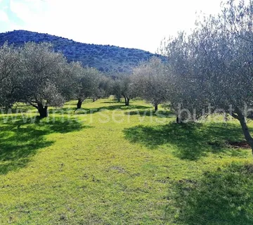 .::: Poljoprivredno imanje sa 670 maslina :::. - cover
